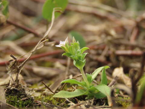 Image of Gentiana yokusai Burkill