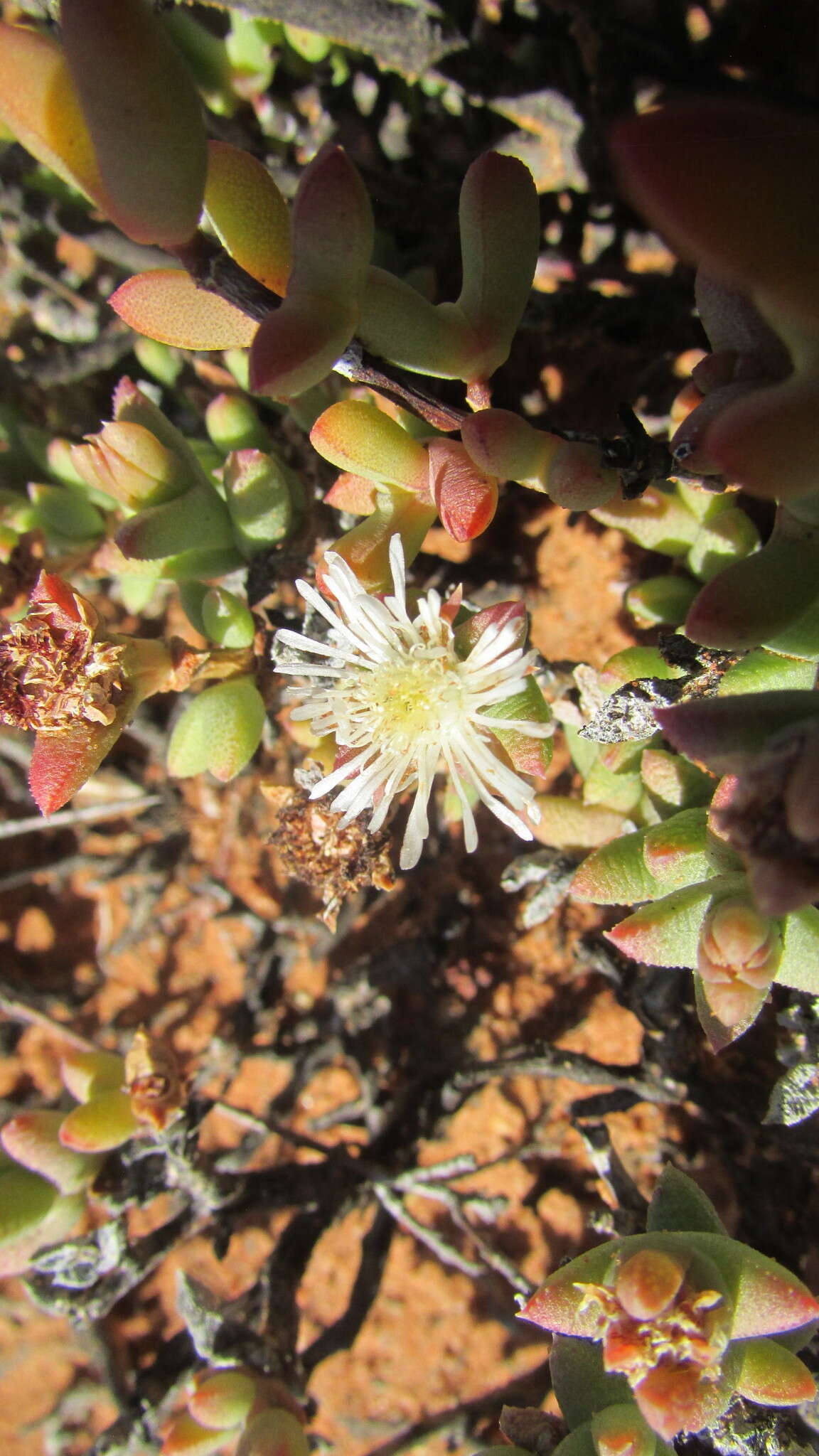 Image of Octopoma tanquanum Klak