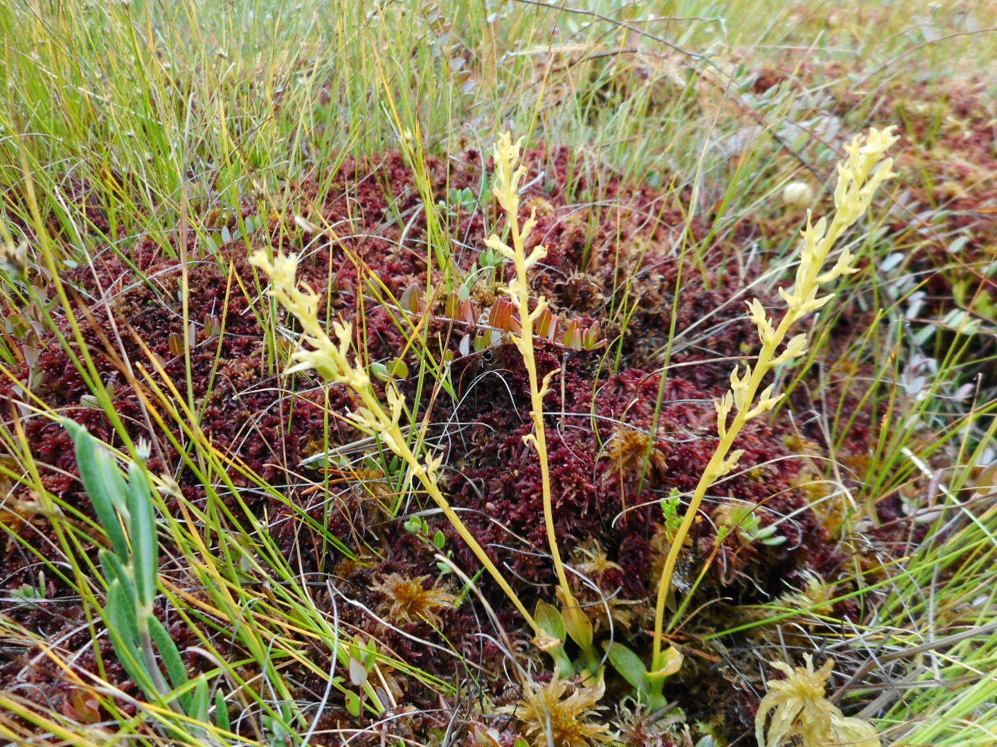 Image of Bog Orchid