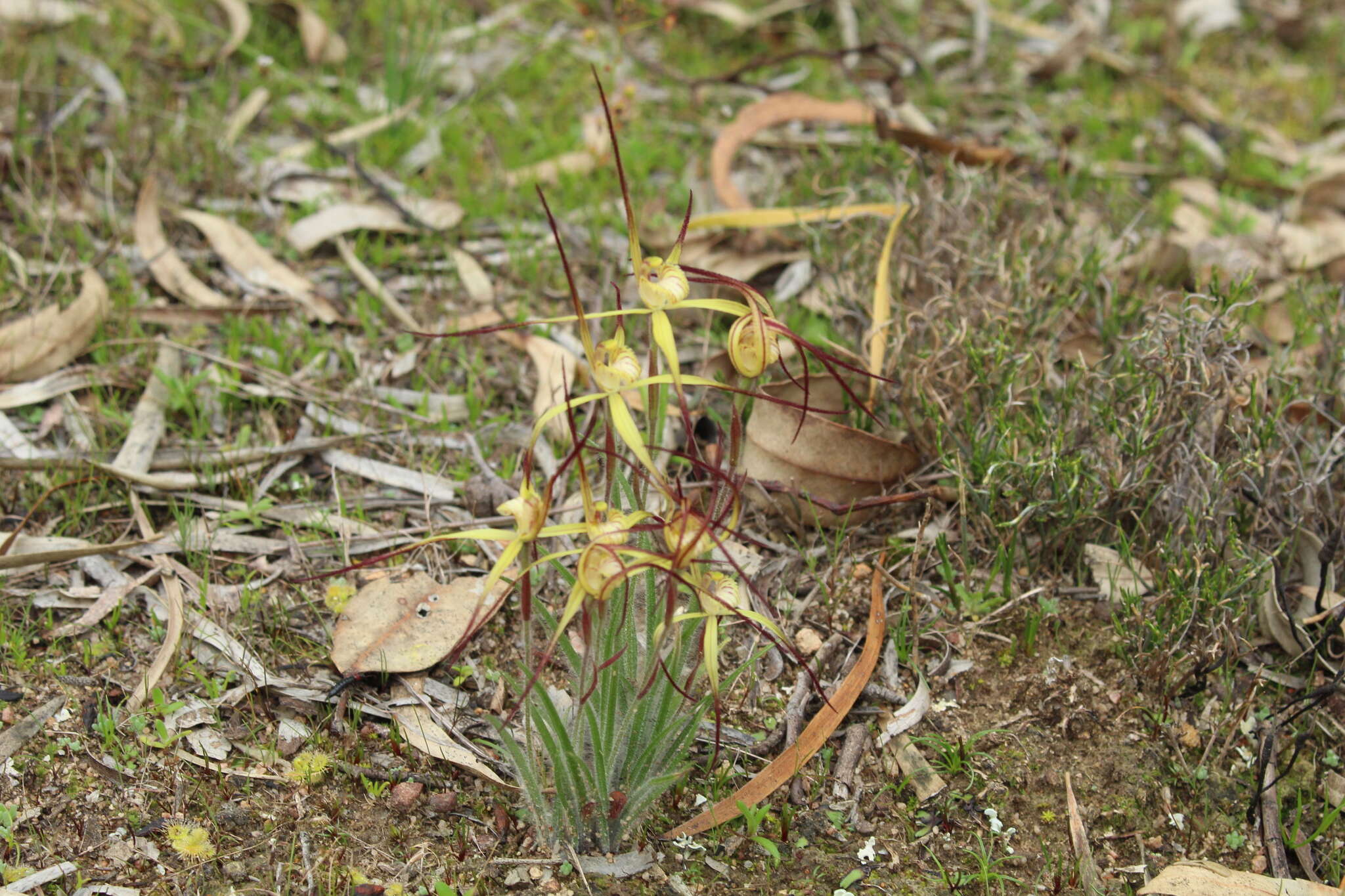 Image de Caladenia xantha Hopper & A. P. Br.