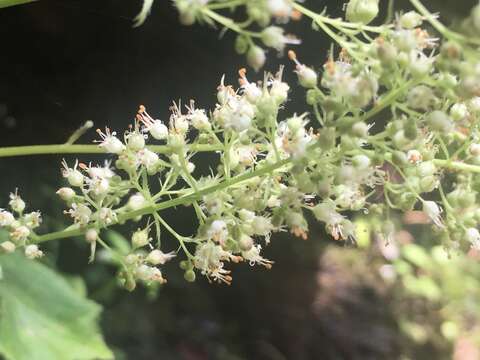 Image of Arkansas alumroot