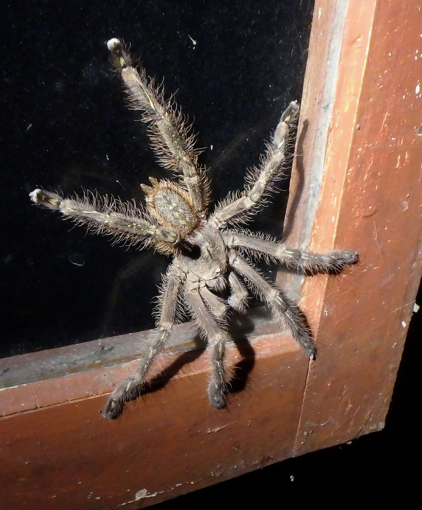 Image of Ivory Ornamental Tarantula