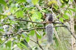 Image of Guayaquil Squirrel