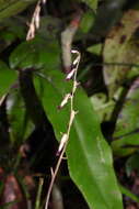 Image of Stereosandra