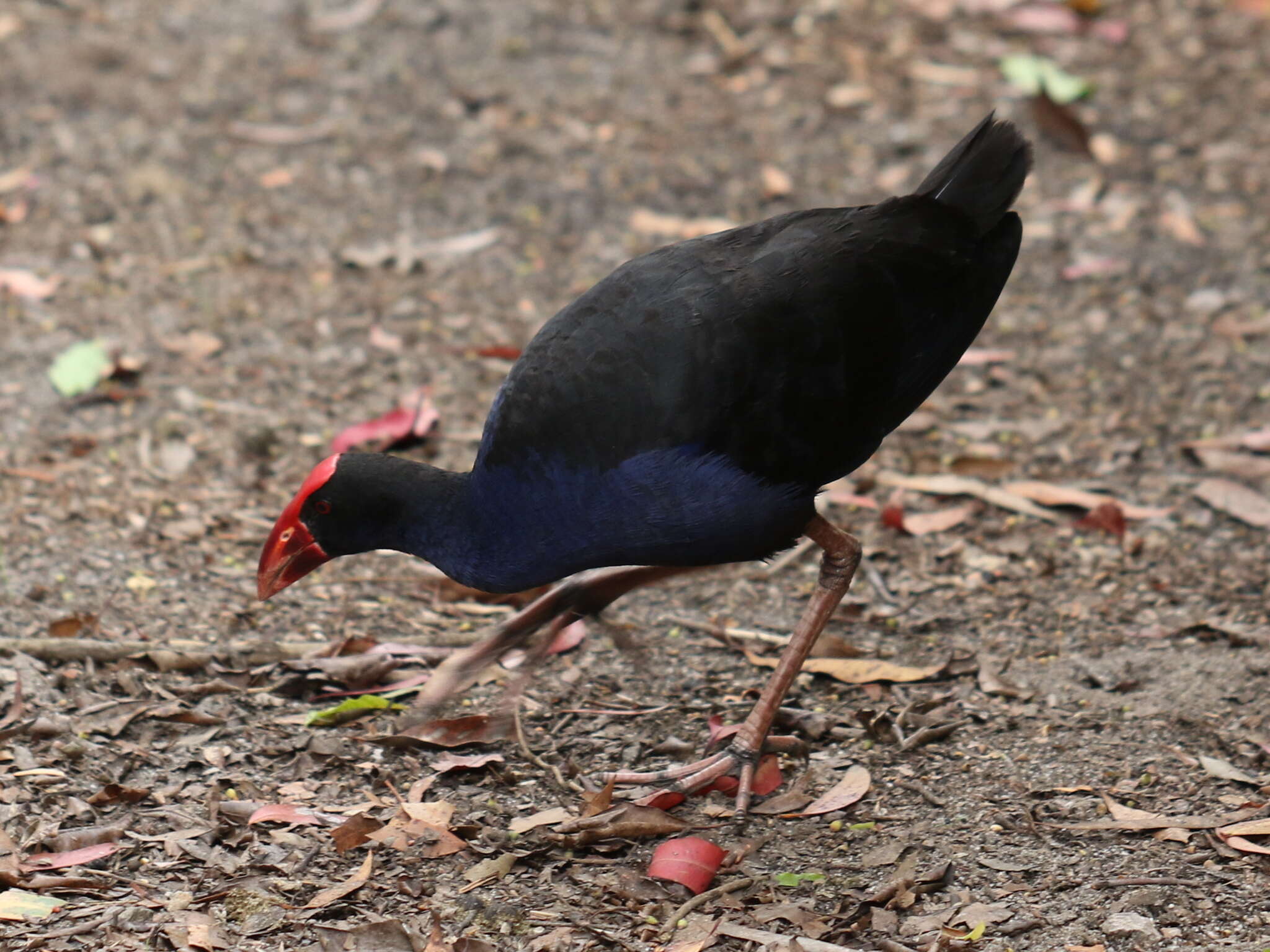 Image of Australasian Swamphen