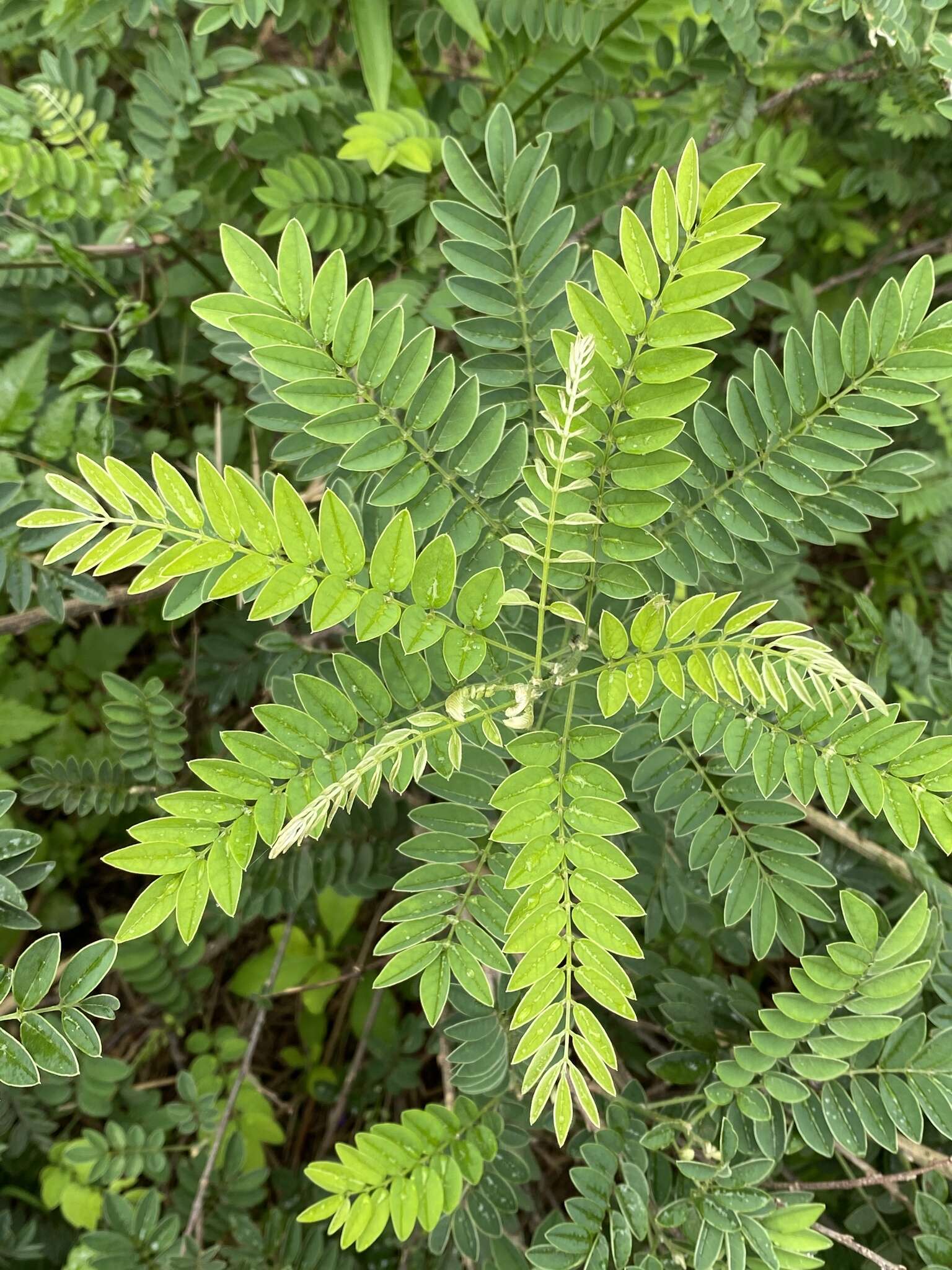 Imagem de Millettia pulchra var. microphylla Dunn