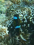 Image of Barrier Reef Anemonefish