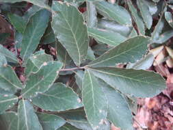 Image of Quercus castanea Née