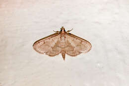 Herpetogramma theseusalis Walker 1859 resmi