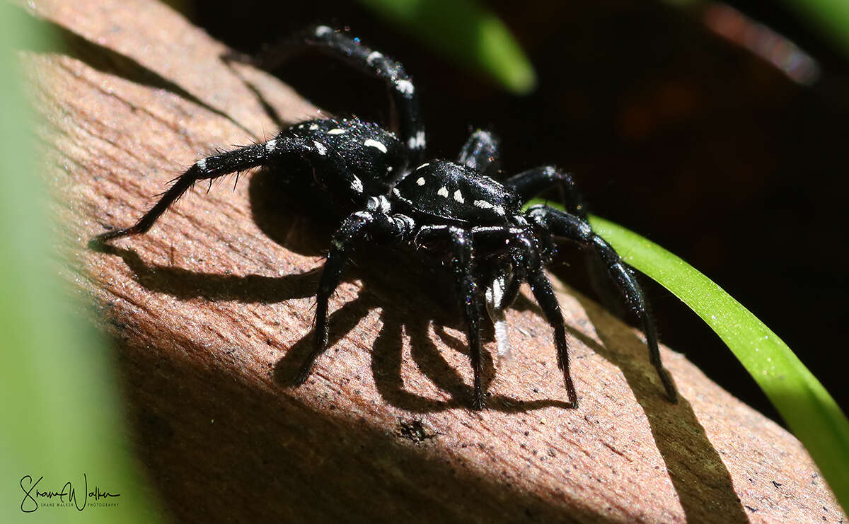 Image de Nyssus albopunctatus (Hogg 1896)