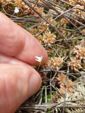 Image of Utricularia delicatula Cheesem.