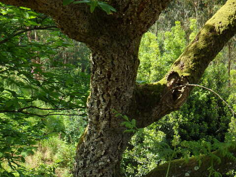 Image of Cork Oak