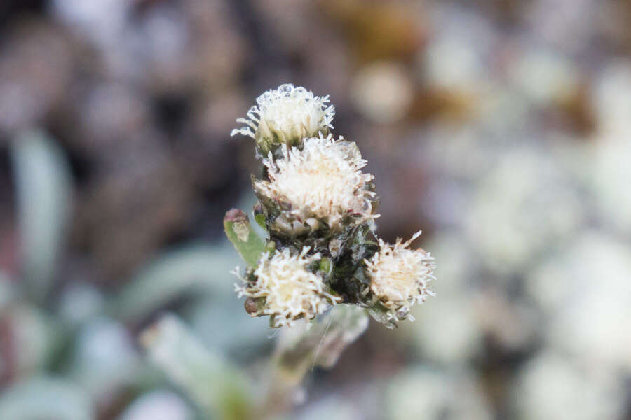 Antennaria friesiana (Trautv.) Ekman resmi