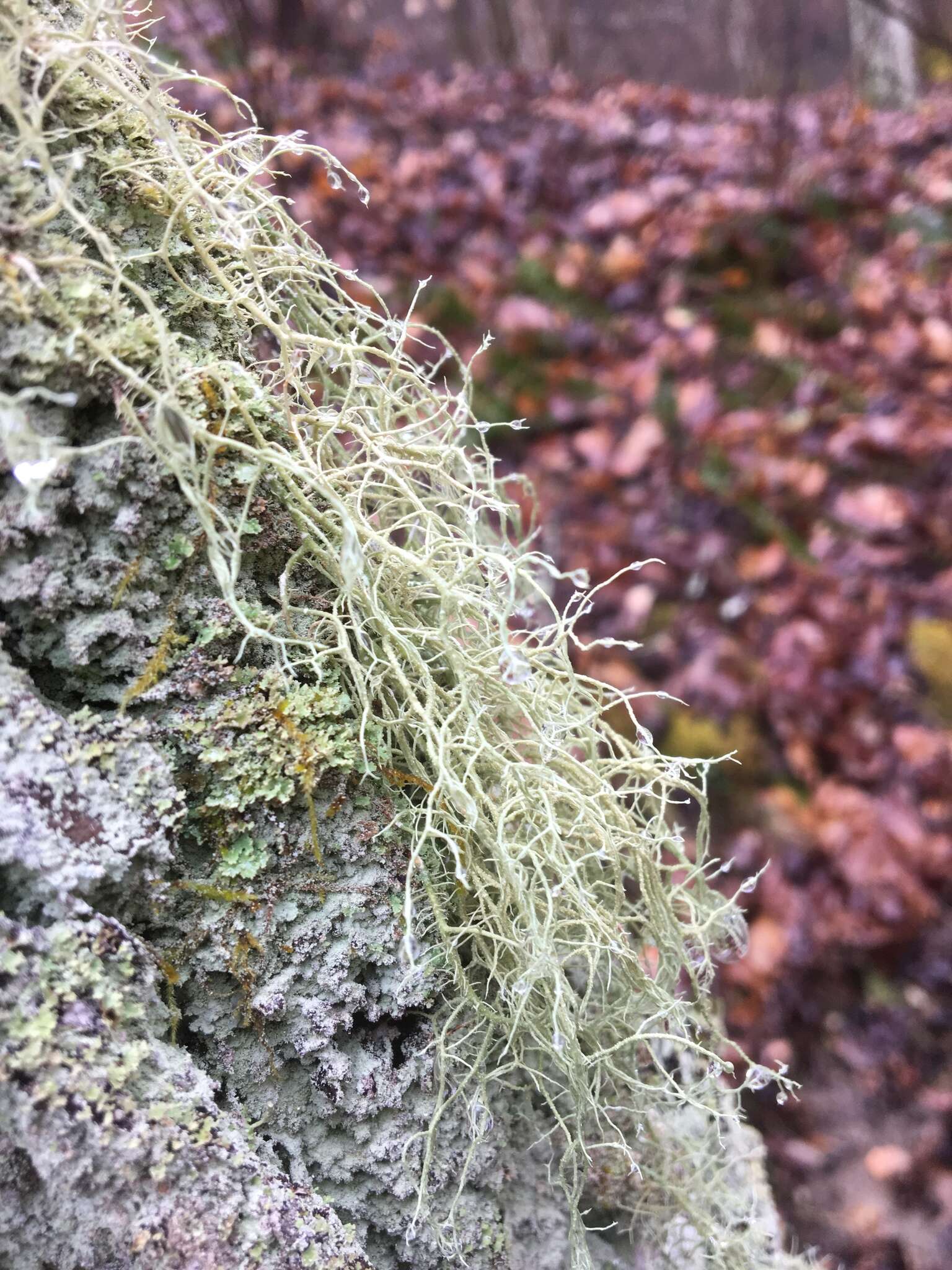 Image of Bloody beard lichen;   Beard lichen