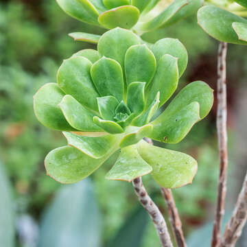 Image of Aeonium castellodecorum A. Bañares Baudet