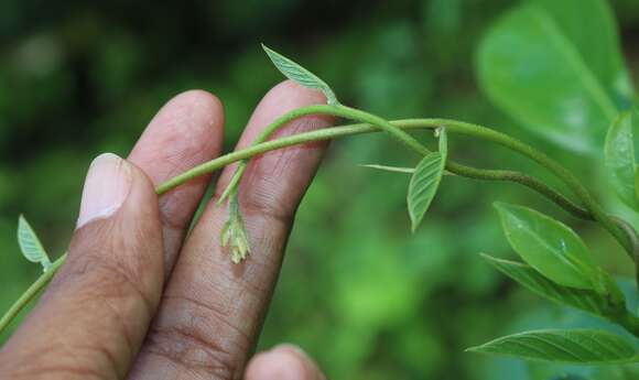 Argyreia elliptica (Roth) Choisy的圖片