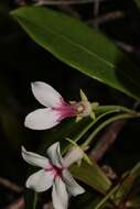 Image of Stephanotis thouarsii Brongn.