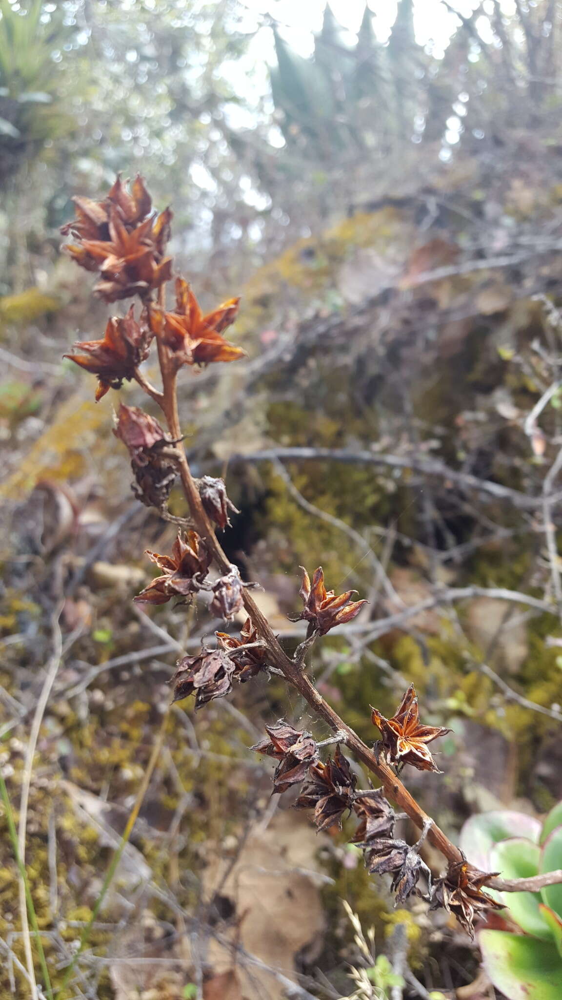 Image of Echeveria montana Rose ex Britton & Rose