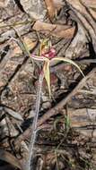Image of Dainty spider orchid