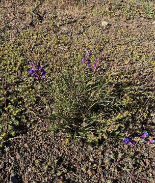 Image of Purdy's penstemon