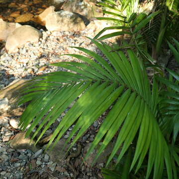 Image of Archontophoenix cunninghamiana (H. Wendl.) H. Wendl. & Drude