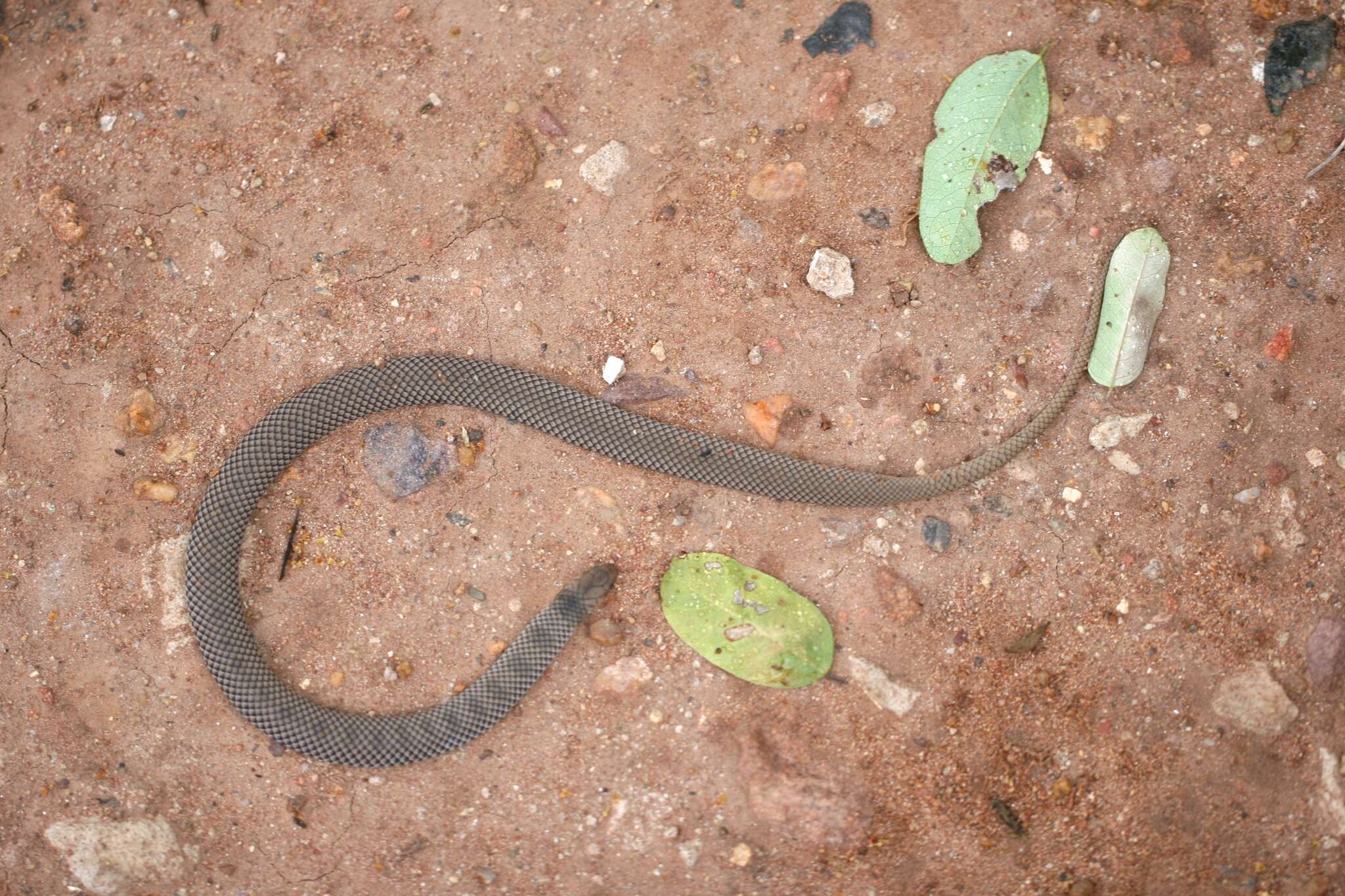 Image of Plumbeous or Reticulated Centipede Eater