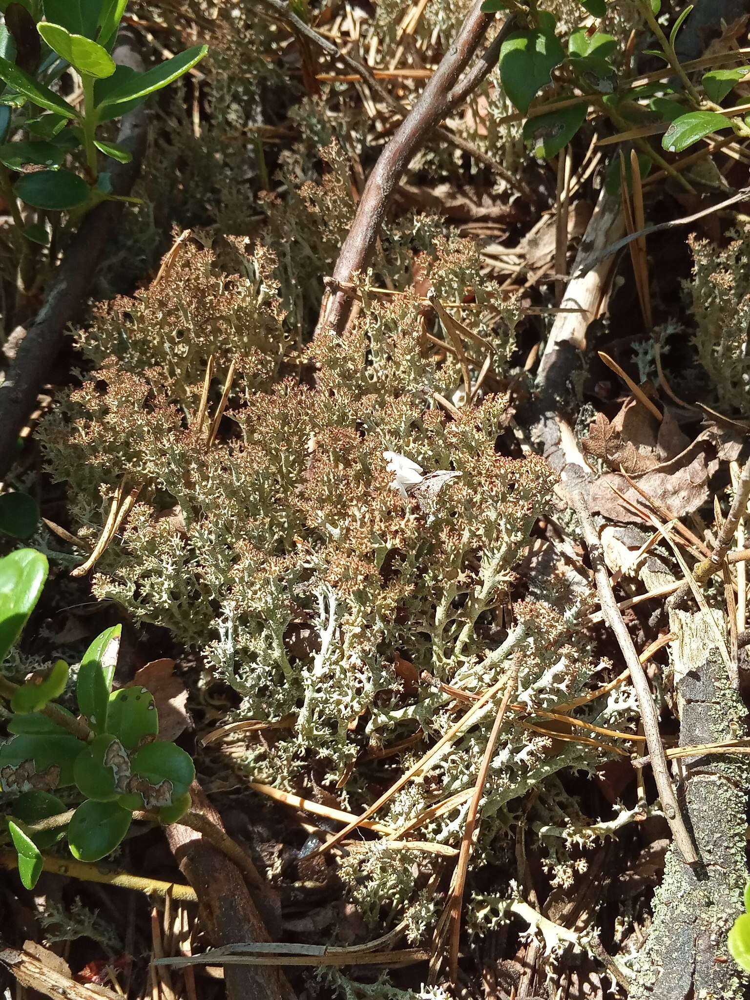 Image of cup lichen