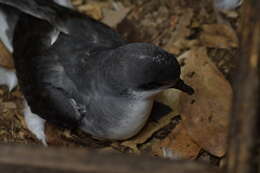 Image of Chatham Island Petrel