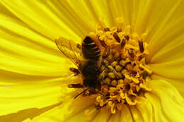 Image of Megachile leaf-cutter bee