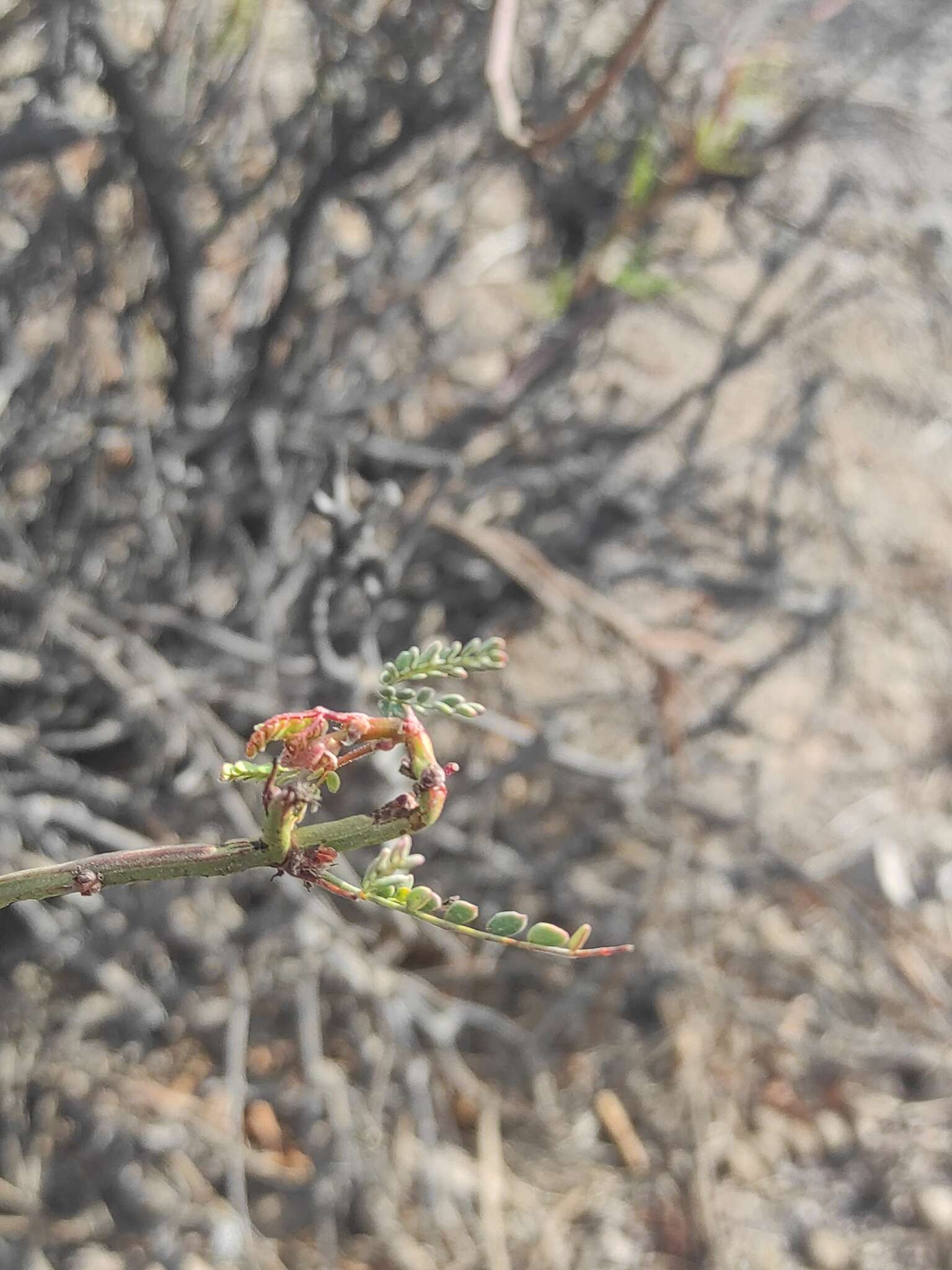 Image of Balsamocarpon brevifolium Clos