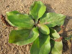 Plantago uliginosa F. W. Schmidt resmi