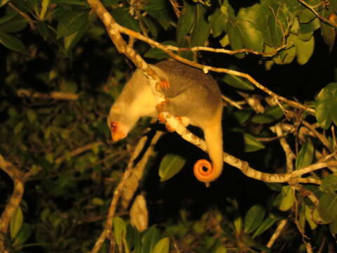 Imagem de Spilocuscus maculatus (É. Geoffroy Saint-Hilaire 1803)