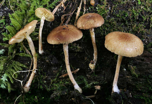 Image of Pholiota stratosa A. H. Sm. & Hesler 1968