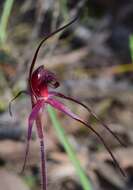 Imagem de Caladenia cruciformis D. L. Jones