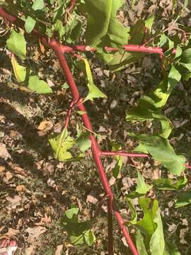 Image of Phytolacca americana var. americana