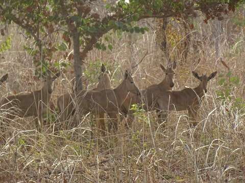 Image of Western Hartebeest