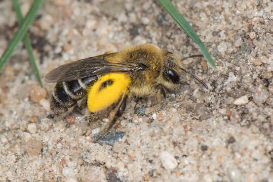 Image of Aster Andrena