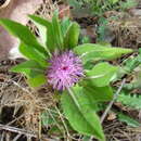 Image of Klasea integrifolia subsp. monardii (Duf.) Cantó