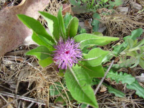 Image of Klasea integrifolia subsp. monardii (Duf.) Cantó