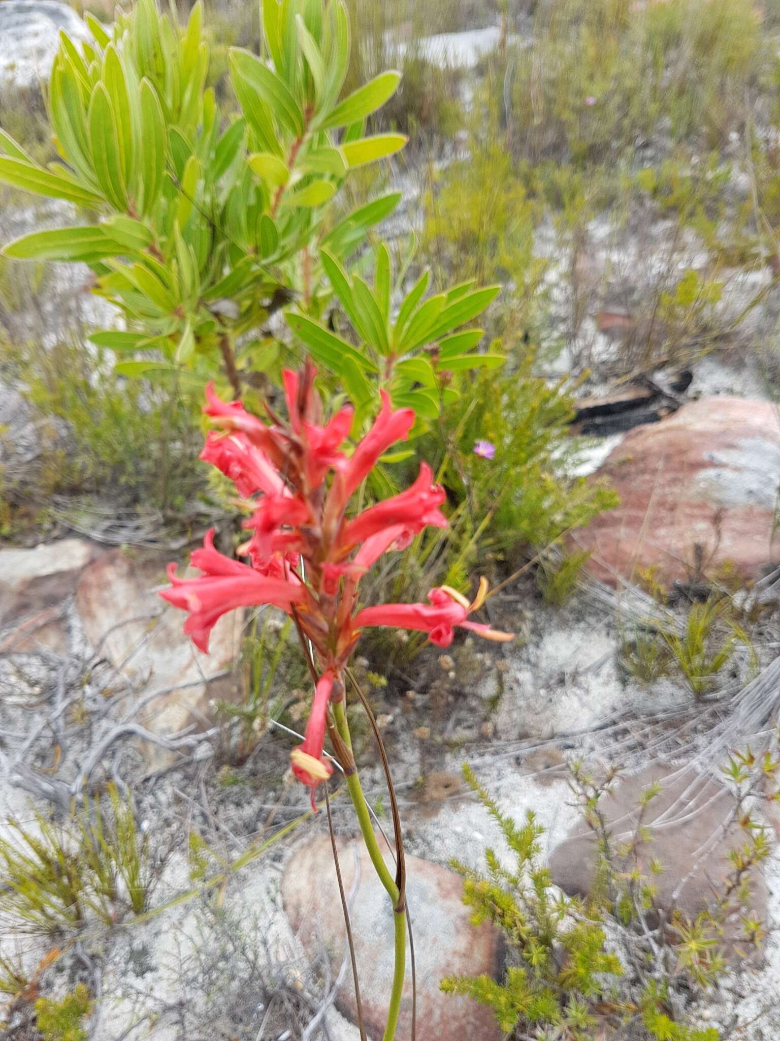 Слика од Tritoniopsis triticea (Burm. fil.) Goldblatt