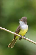 Image of Dusky-capped Flycatcher