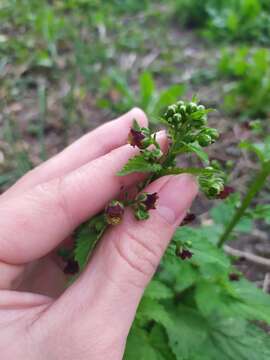 Image de Scrophularia scopolii Hoppe