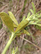 Image of Asian soybean rust