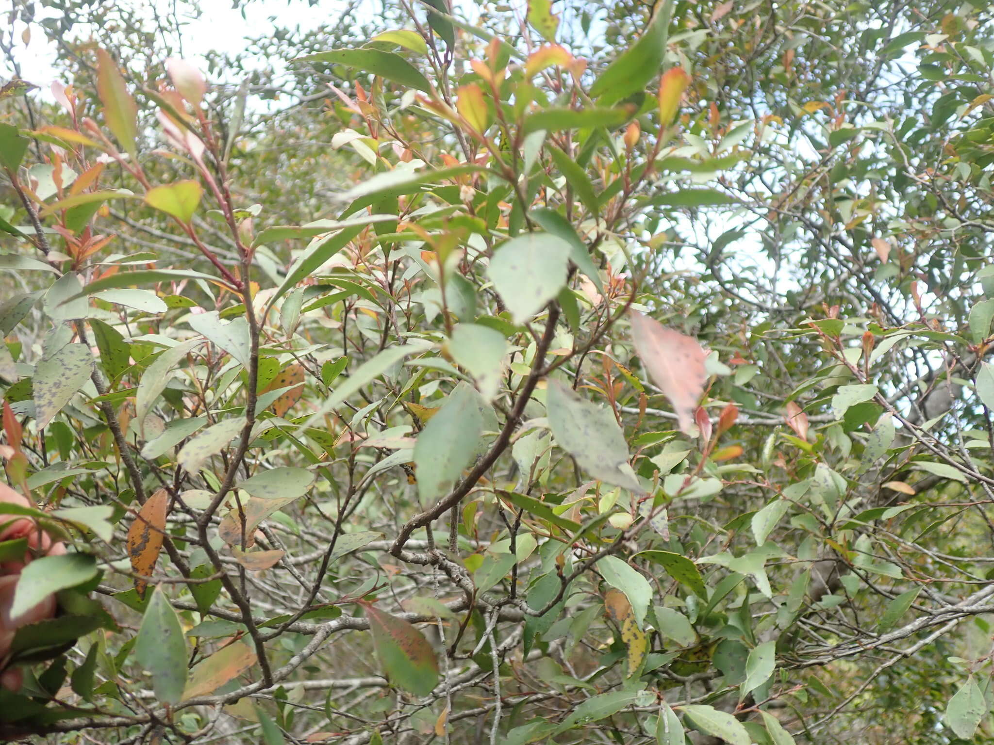 صورة Gymnosporia acuminata (L. fil.) Szyszyl.