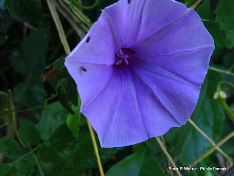 Слика од Ipomoea ficifolia Lindl.