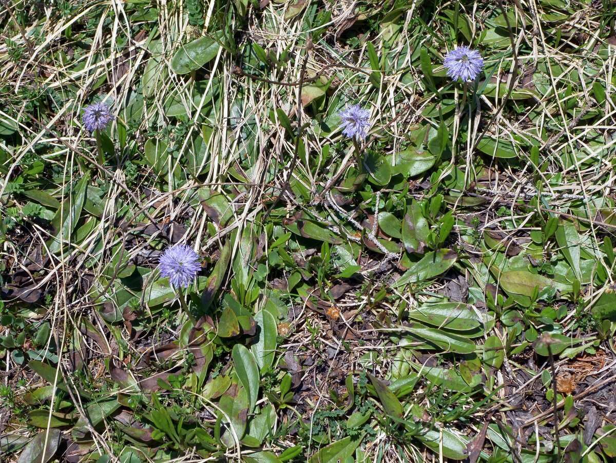 Image de Globularia nudicaulis L.