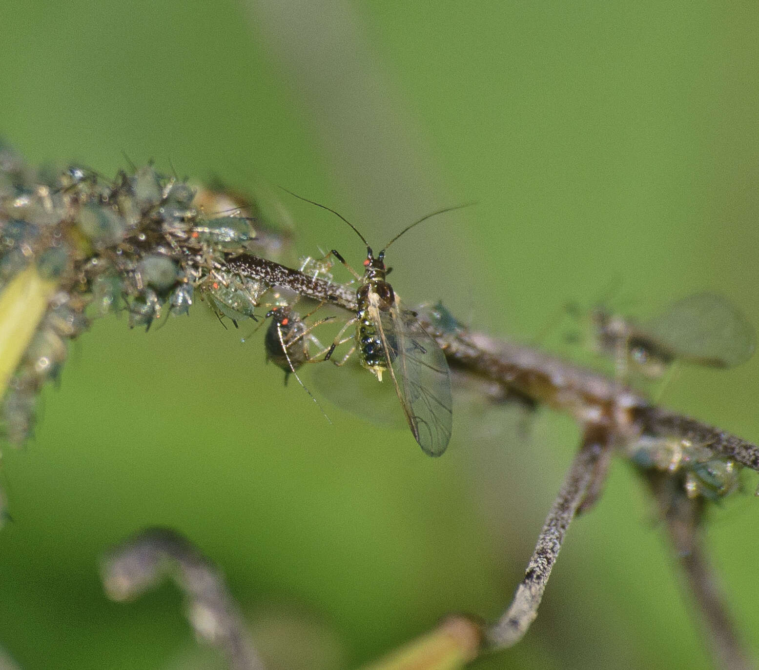 Слика од Impatientinum (Impatientinum) asiaticum