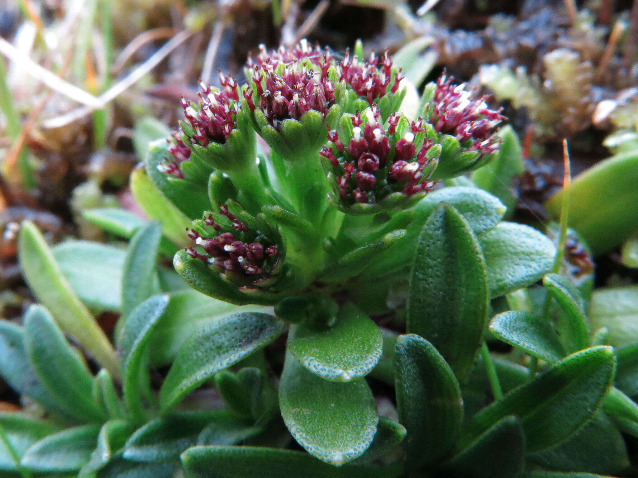 Image of Abrotanella spathulata (Hook. fil.) Hook. fil.