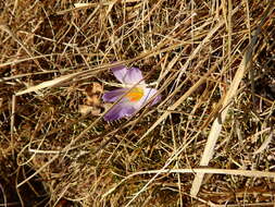 Image of various-coloured crocus