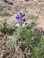 Image of rusty lupine